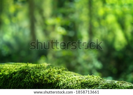 Green moss close up, forest landscape blured background. Sochi National Park, Yew-boxwood grove