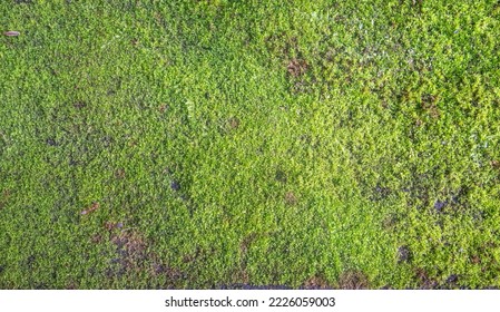 a moss covered rock in a forest with a green mossy surface and rocks on the  ground. Generative AI Stock Illustration