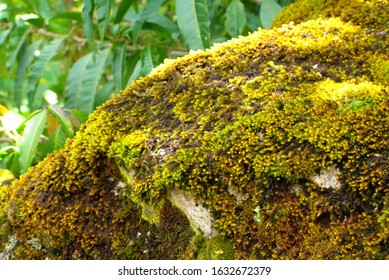 Green Moss Covered Rock In Huascarán National Park Peru