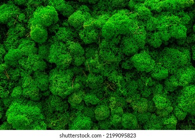 Green moss. Decorative wall made of stabilized moss