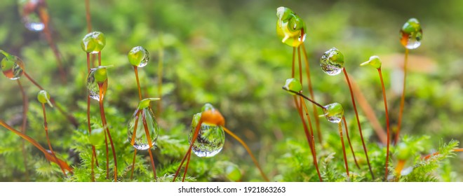 Green Moss In The Forest After Rain