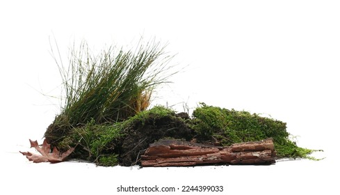 Green moss and grass on rotten branch isolated on white, side view