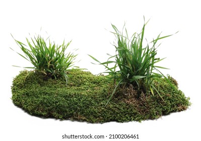 Green moss and grass on soil isolated on white