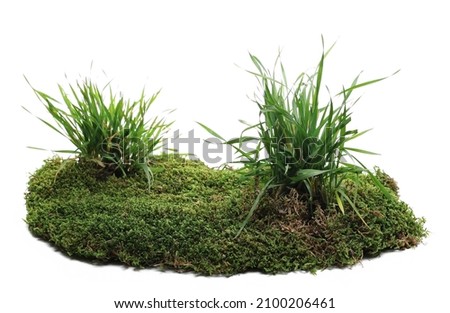 Green moss and grass on soil isolated on white