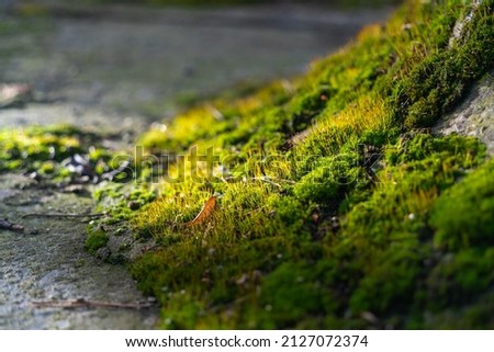 Green moss and grass in the rays of sunlight at sunset. Close-up, selective focus, side view