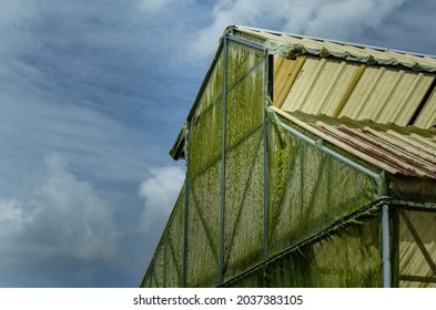 The Green Moss And Grime On Greenhouse Insect Screen Mesh With The Cloud And Sky Background.