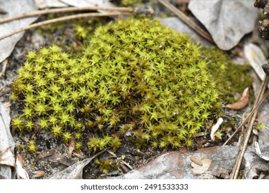 Green moss growing among dry leaves on the ground in the forest - Powered by Shutterstock