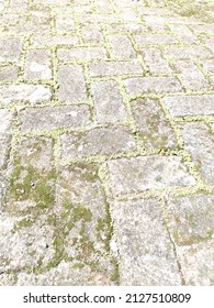 Green Moss Growing In The Large Gaps Between The Joints Of Grey Brick Pavers On A Wet Footpath