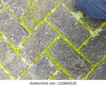 Green Moss Growing In The Large Gaps Between The Joints Of Grey Brick Pavers On A Wet Footpath