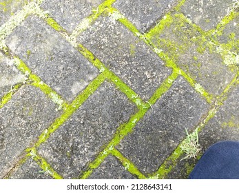 Green Moss Growing In The Large Gaps Between The Joints Of Grey Brick Pavers On A Wet Footpath