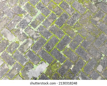 Green Moss Growing In The Large Gaps Between The Joints Of Grey Brick Pavers On A Wet Footpath