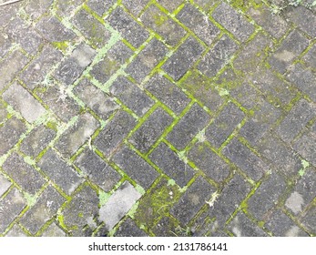 Green Moss Growing In The Large Gaps Between The Joints Of Grey Brick Pavers On A Wet Footpath