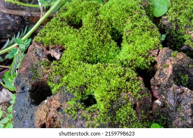 Green Moss Growing On Coal Slag