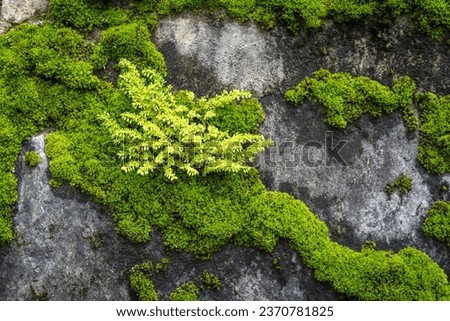 green moss growing on rocks, mossy steep cliffs