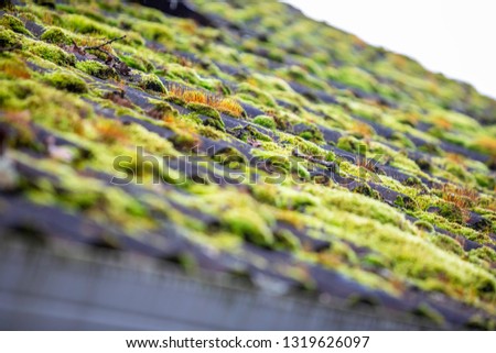 Green moss growing on a roof between the tiles