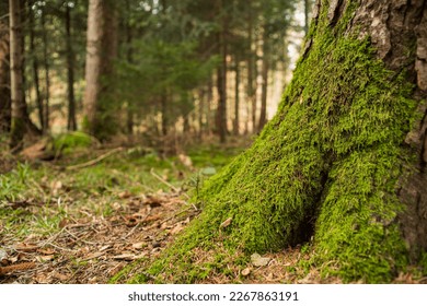 Green moss growing on the roots of a tree trunk in a forest in Europe. Low angle show, shallow depth of field, no people. - Powered by Shutterstock