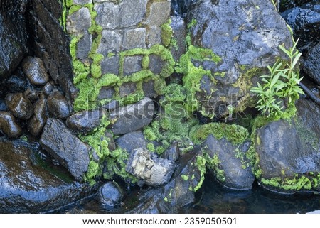 Green moss growing in a pattern on rocks next to a manmade waterfall in a botanical garden.