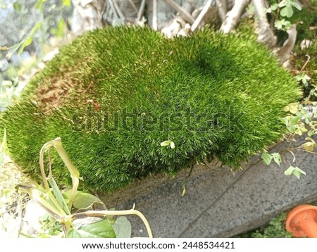 Green moss growing in a pot with bonsai roots in the background Stock photo © 