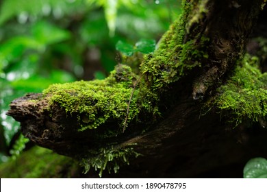 Green moss grows on moist trees.