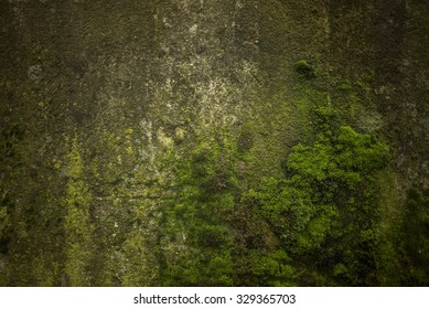 Green Moss, Grunge Texture, Background
