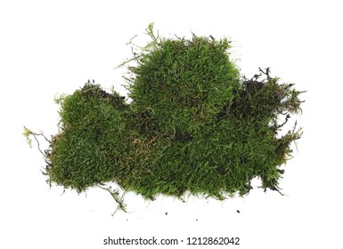 Green Moss Isolated On White Background Stock Photo 1212862042 ...