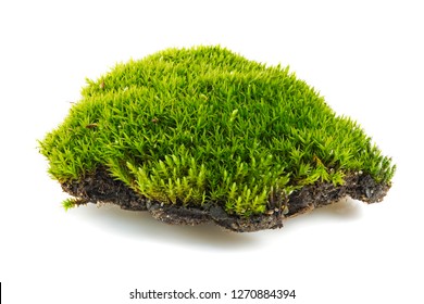 green moss is isolated on a white background. Green moss isolated on white background closeup, macro, full focus