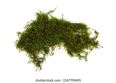 Green moss isolated on white background. Nature backgraund. - Shutterstock ID 2147709695