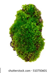 Green Moss Isolated On White Bakground