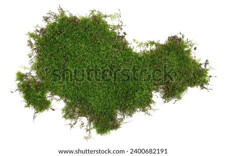 Green moss isolated on white, background and texture