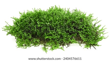 Green moss isolated on a white background. Green forest moss. Bryophyta.