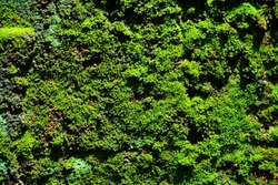 Зеленый мох лишайник фон на ворчатой текстуре цементной стены