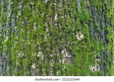 Green Moss And Lichen On Bark Of Black Poplar Tree