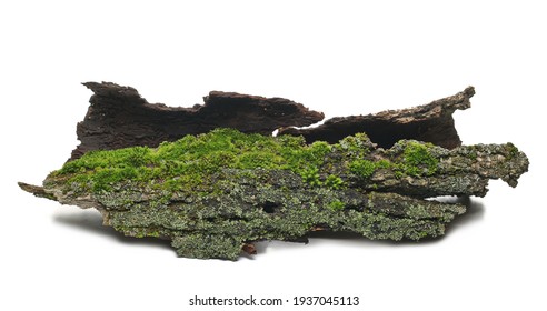 Green moss and lichen on tree bark isolated on white background, side view