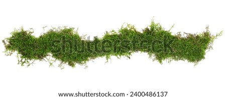 Green moss line isolated on white background, top view