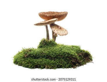 Green moss and mushrooms isolated on white background - Powered by Shutterstock