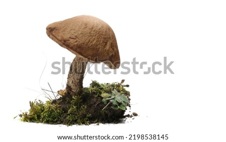 Green moss and mushrooms isolated on white 