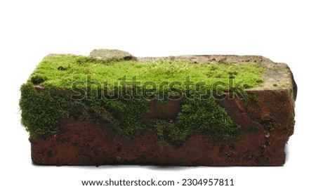 Green moss on old wet red brick isolated on white 
