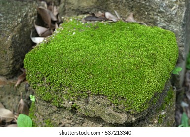 Green moss on the rock, moss on natural pathway.  - Powered by Shutterstock