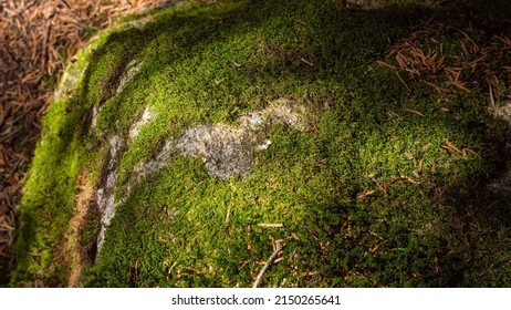 Green Moss On Rocks In A Pyrenees Forest