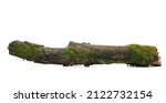 Green moss on rotten branch isolated on white, side view