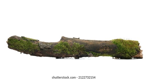Green moss on rotten branch isolated on white, side view