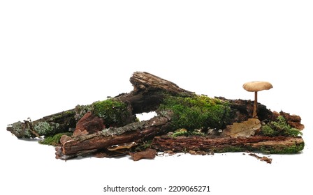 Green moss on rotten branch with mushroom isolated on white, side view - Powered by Shutterstock