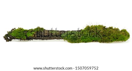 Green moss on rotten branch, white background.