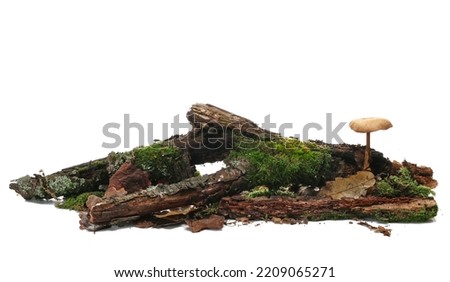 Green moss on rotten branch with mushroom isolated on white, side view