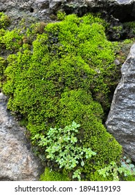 Green Moss oN the solid rock