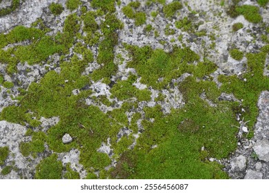 moss stone Green