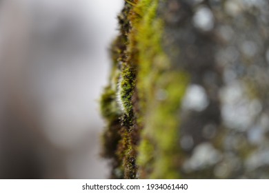 Green Moss On A Stone Fence Post Near The Waterfalls In Bad Urach, Germany