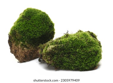 Green moss on stone isolated on white  
