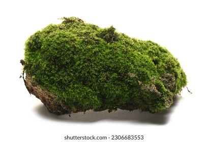 Green moss on stone isolated on white  