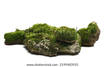 Green moss on stone, isolated on white background